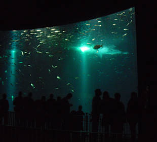 Großaquarium