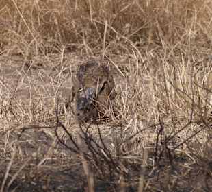 Das ist das Thomson Kitz