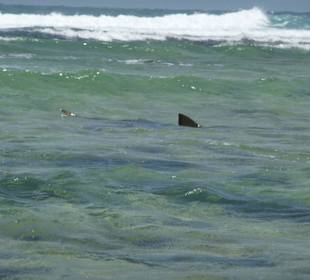 Haie, zum Streicheln nah