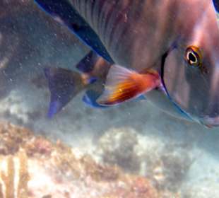 Bahia-Doktorfisch
