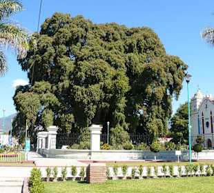 Cypryśnik meksykański