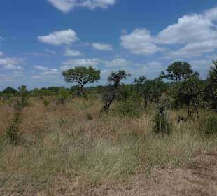 Krüger Nationalpark