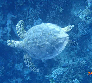 Korallen Riff mit Schiltkröte