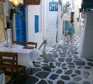 Pelikan in der Alstadt