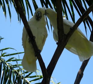 Bali Bird Park 02