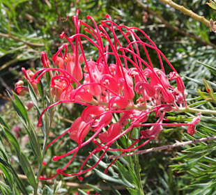 Blüten im Jardin Méditerranéen