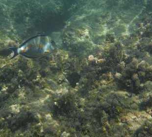 Unterwasseraufnahme am Hausriff