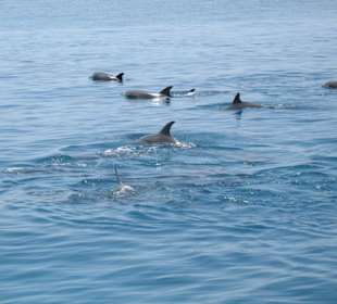 Delfine im Roten Meer