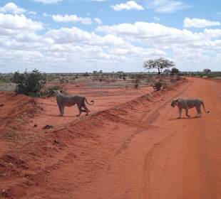 Auf Safari mit August in Tsavo Ost