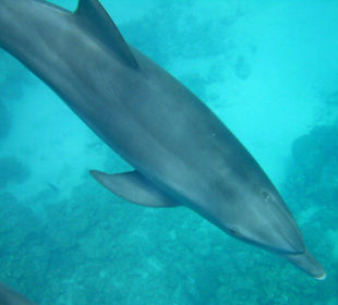 Delfine beim Schnorcheltrip