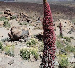Parque Nacional del Teide