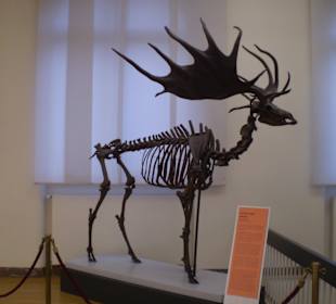 Zoologisches Forschungsmuseum Alexander Koenig