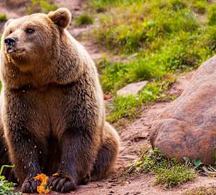 Wildparadies Braunbär