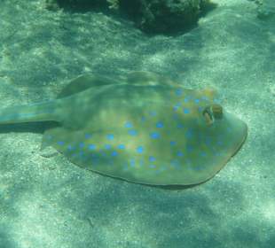 Am Hausriff, Blaupunktrochen