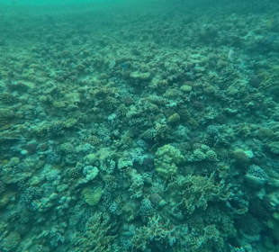 Schnorcheln El Quseir