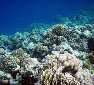 Korallen am Hausriff