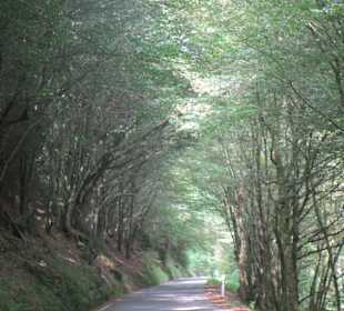  Wanderweg Helmbachweiher - Hornesselwiese