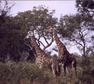 Ein Giraffen-Pärchen