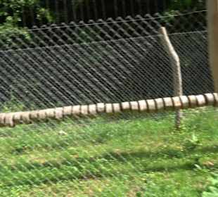 Phäno-Pfad Aichstetten