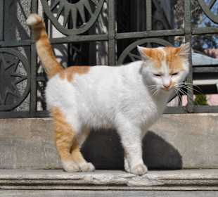 Житель кладбища