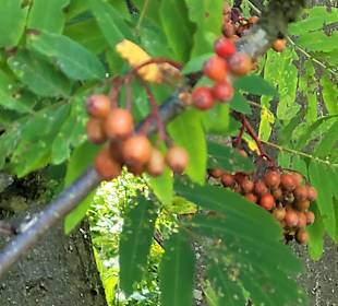Wandern Oberwiesenthal