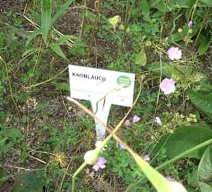 ALB-GOLD Naturgarten