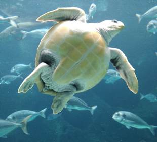 Aquarium