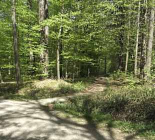 Wanderweg Hochgehwachsen