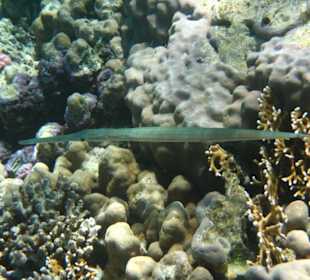 Am Hausriff Dreams Beach Resort & Dreams Vacation Resort