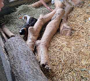 Reptilien Zoo Happ 