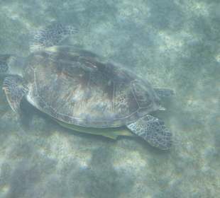 Schildkröte am Meeresboden