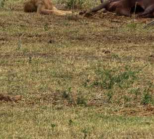 Lion eating Buffalo 