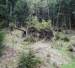 Berg Schneekoppe/Śnieżka
