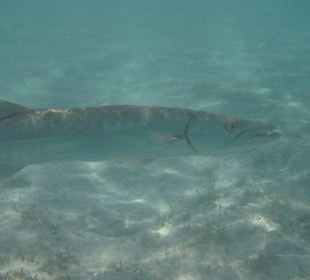 Barrakuda in der Lagune 