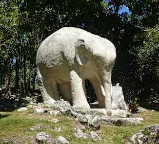 Elefant in Kuba?