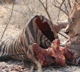 Etosha