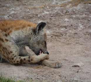 Amboseli Juni 2016, Hyänen