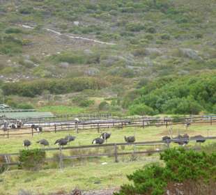 Kap der Guten Hoffnung