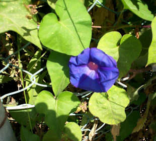 Blumenwelt im Schmetterlingshaus