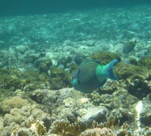 Papageifisch am Hausriff