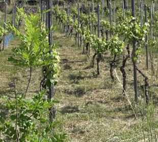 Weinlehrpfad Wurmlingen