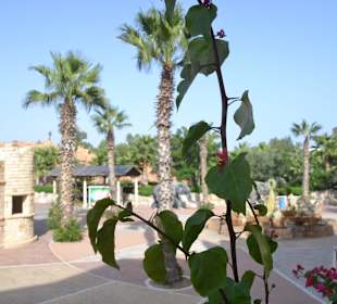 Wasserpark in Yasmin