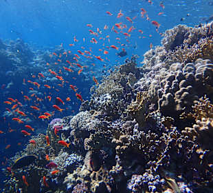 Schnorcheln Marsa Alam