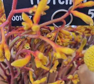 Blume 2000 Bahnhofspassagen