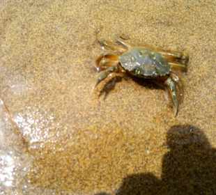 Strand Bibione 06_2011