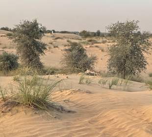 Wüstentour Dubai
