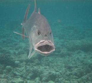 Makrele auf kollisionskurs