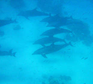 Dolphin-Tour - der Beweis