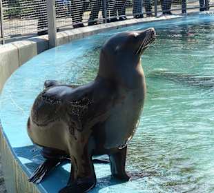 Warten auf die Fütterung
