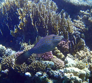 Рыба-напильник  - Hotel Tropitel Sahl Hasheesh